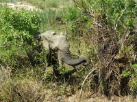 483_Erste Pirschfahrt im Kruger-Nationalpark