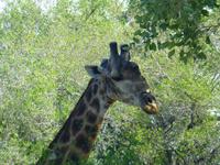 489_Erste Pirschfahrt im Kruger-Nationalpark
