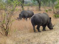 497_Zweite Pirschfahrt im Kruger-Nationalpark