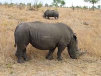 498_Zweite Pirschfahrt im Kruger-Nationalpark