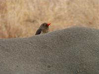 499_Zweite Pirschfahrt im Kruger-Nationalpark