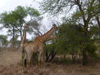 500_Zweite Pirschfahrt im Kruger-Nationalpark