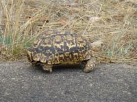 508_Zweite Pirschfahrt im Kruger-Nationalpark
