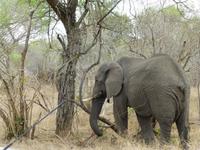 513_Zweite Pirschfahrt im Kruger-Nationalpark