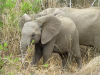 515_Zweite Pirschfahrt im Kruger-Nationalpark