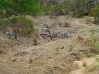 519_Zweite Pirschfahrt im Kruger-Nationalpark
