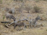 520_Zweite Pirschfahrt im Kruger-Nationalpark
