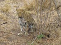 527_Zweite Pirschfahrt im Kruger-Nationalpark