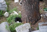 Antike Tempelanlagen - heute Domizil der Katzen von Rom