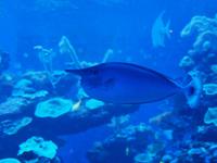 Palma Aquarium