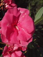 farbige Wegbegleiter 