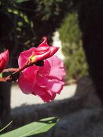 farbige Wegbegleiter 