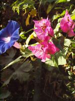 farbige Wegbegleiter 