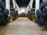 Tio Pepe - Weinkeller