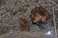 Algonquin Besucherzentrum