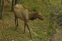 Im Omega-Wildpark
