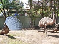 Grosse Australien Rundreise 2013 - Blue Mountains