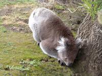 Grosse Australien Rundreise 2013 - Great Ocean Road Victoria