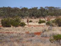 Grosse Australien Rundreise 2013 - Outback Northern Territory Kamele