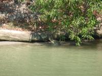 Grosse Australien Rundreise 2013 - Arnhemland Northern Territory Krokodil