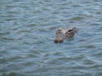Grosse Australien Rundreise 2013 - Kakadu Nationalpark Northern Territory Yellow Waters