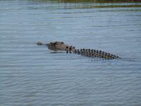 Grosse Australien Rundreise 2013 - Kakadu Nationalpark Northern Territory Yellow Waters