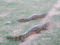 Pantanal
