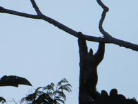 Amazonas