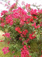Bougainvilleas