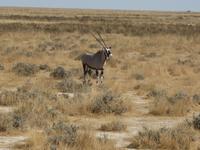 Oryxantilope - Namibias Wappentier