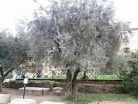 Olivenbaum am Forum Romanum Rom