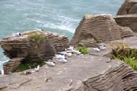 An den Pancake Rocks von Punakaiki