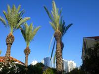 2.Tag, 25.10.2013: Spaziergang durch Tel Aviv