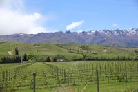 Farmland auf der Südinsel