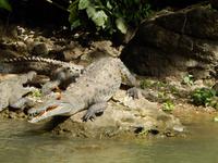 El cocodrilo viene...