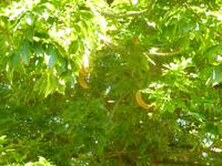 5.Tag, 28.10.2013: Botanischer Garten im Kibbuz 