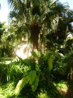 5.Tag, 28.10.2013: Botanischer Garten im Kibbuz 