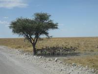 Eine Herde Springböcke sucht Schattenu