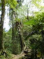 Urwald - Palenque