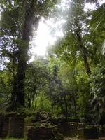 Urwald - Palenque