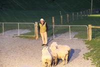 Schaf-Show auf der Walter Peak Farm