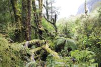 Kurze Wanderung in den Regenwald