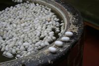 Seidenraupenkokons im Wasserbad