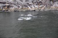Flaschenhals-Delfine im Milford Sound