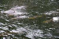 Flaschenhals-Delfine im Milford Sound