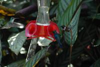 Drei Kolibriarten auf einmal