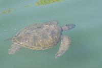 Grüne Meeresschildkröte