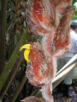 Heliconienblüte