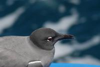 Lavamöwe