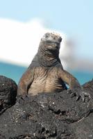 Meeresechse von Santa Cruz